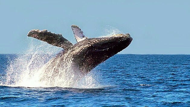 Los 5 destinos más famosos de México para el avistamiento de ballenas