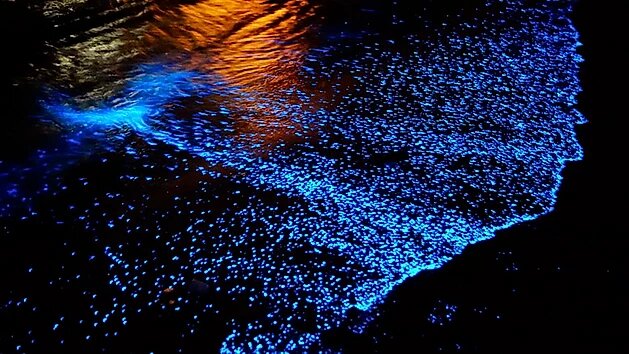 Destinos bioluminiscentes en México, magia, luz y color al natural