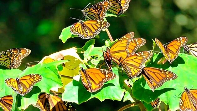 La asombrosa migración de la Mariposa Monarca para llegar a México
